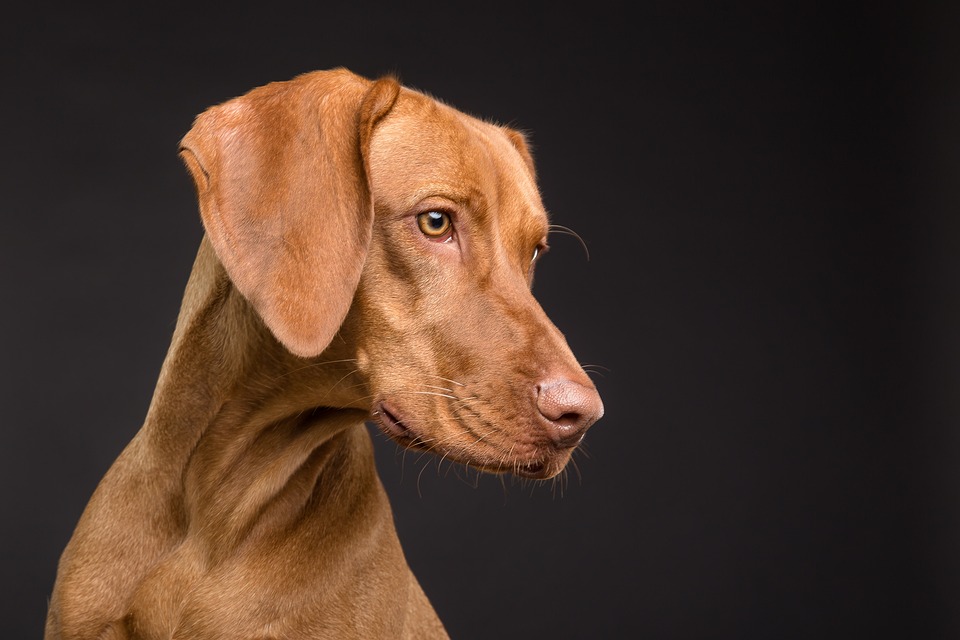 Die Bedeutung von Spielzeug: Mentaler Ausgleich für den Hund