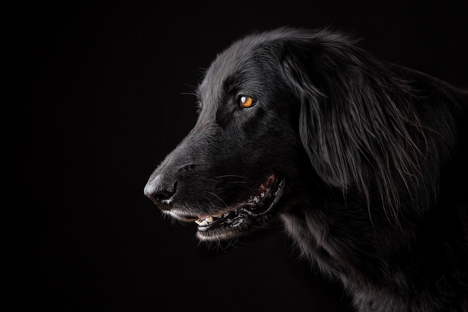 Die besten DIY-Spielzeuge für Hunde