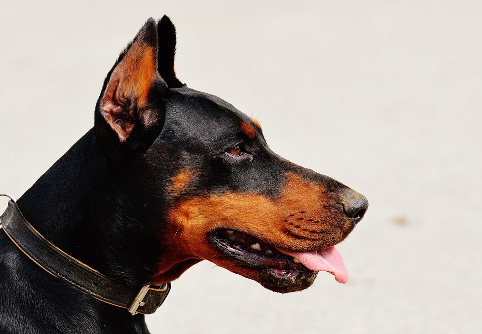 Hund und Kind: So funktioniert das harmonische Zusammenleben