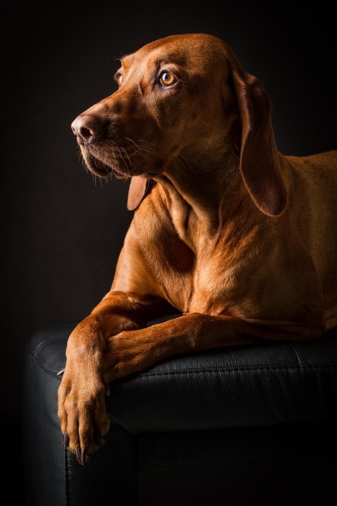 Hunde und das Band zwischen Kindern und Haustieren