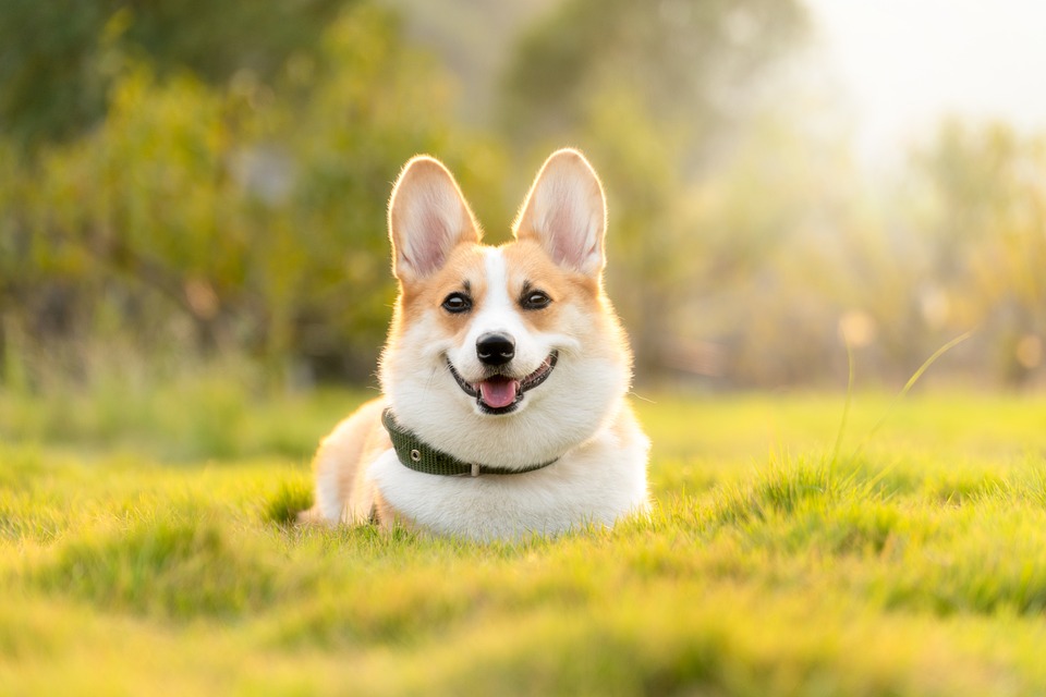 Hunde und das Bedürfnis nach Outdoor-Abenteuern