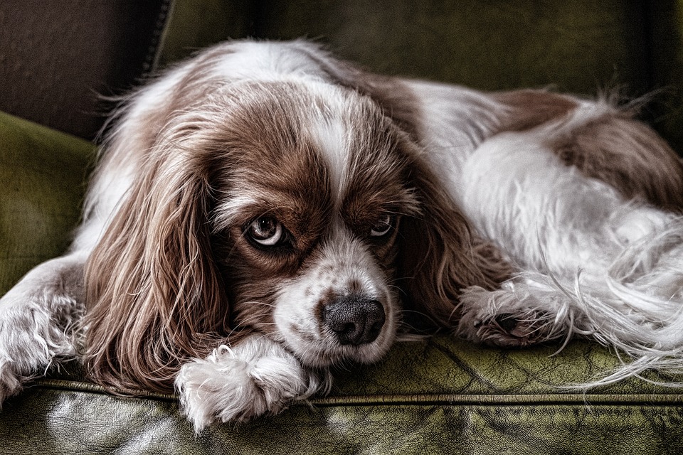Hunde und das Geheimnis der Spürnase