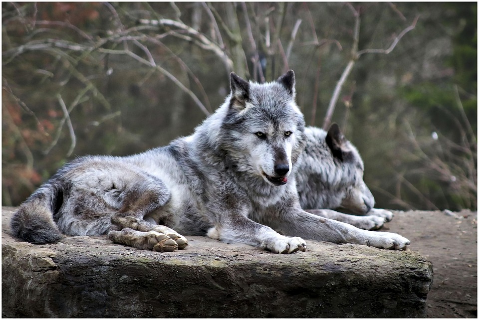 Hunde und das Geheimnis des Hundegeruchs