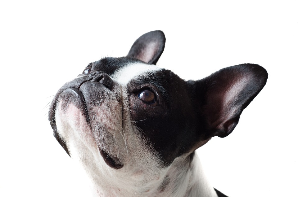 Hunde und das Geheimnis des Hundeglücks