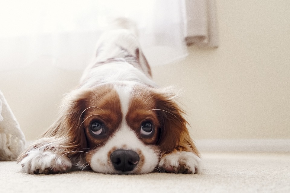Hunde und das Geheimnis des Hundelächelns