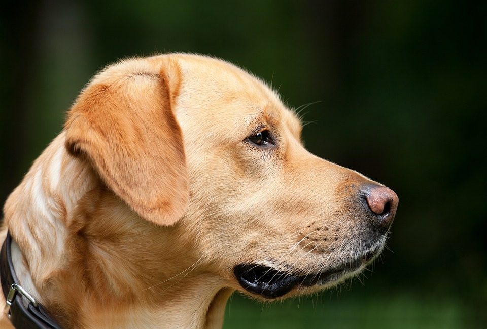 Hunde und das Geheimnis ihrer Loyalität