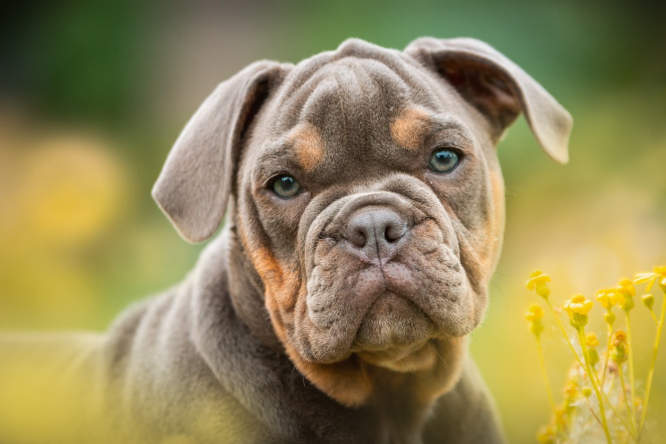 Hunde und das Phänomen des \Hundekletterns\