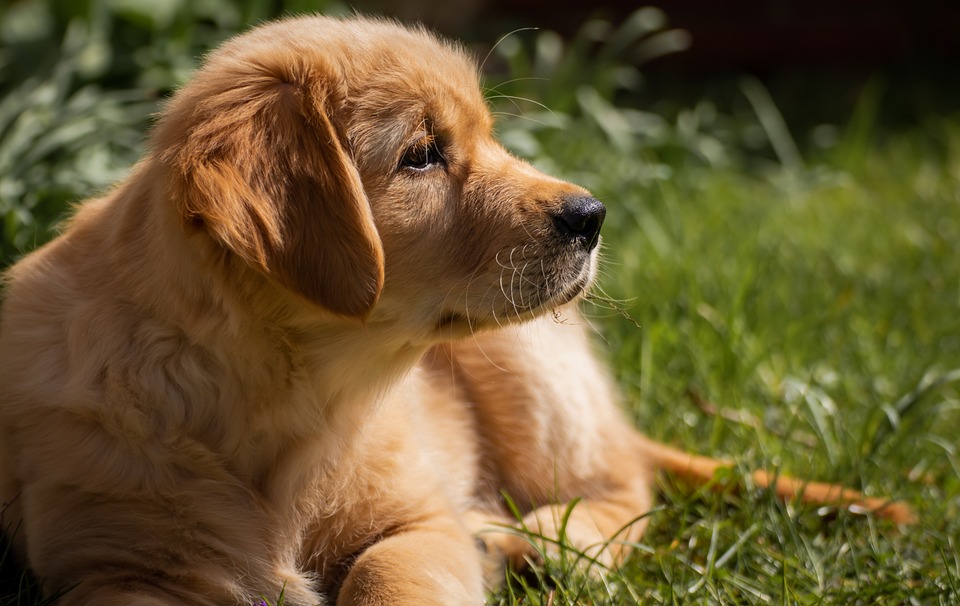 Hunde und das Phänomen des \Hundekopfneigens\
