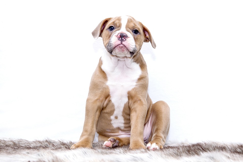 Hunde und das Phänomen des \Hundeküssens\