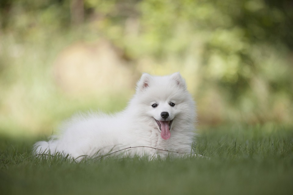 Hunde und das Phänomen des \Hundeschlafens\