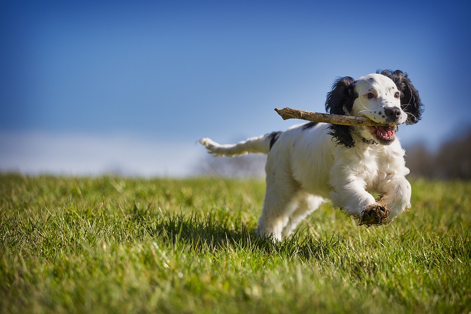 Hunde und das Phänomen des \Hundeschnurrens\