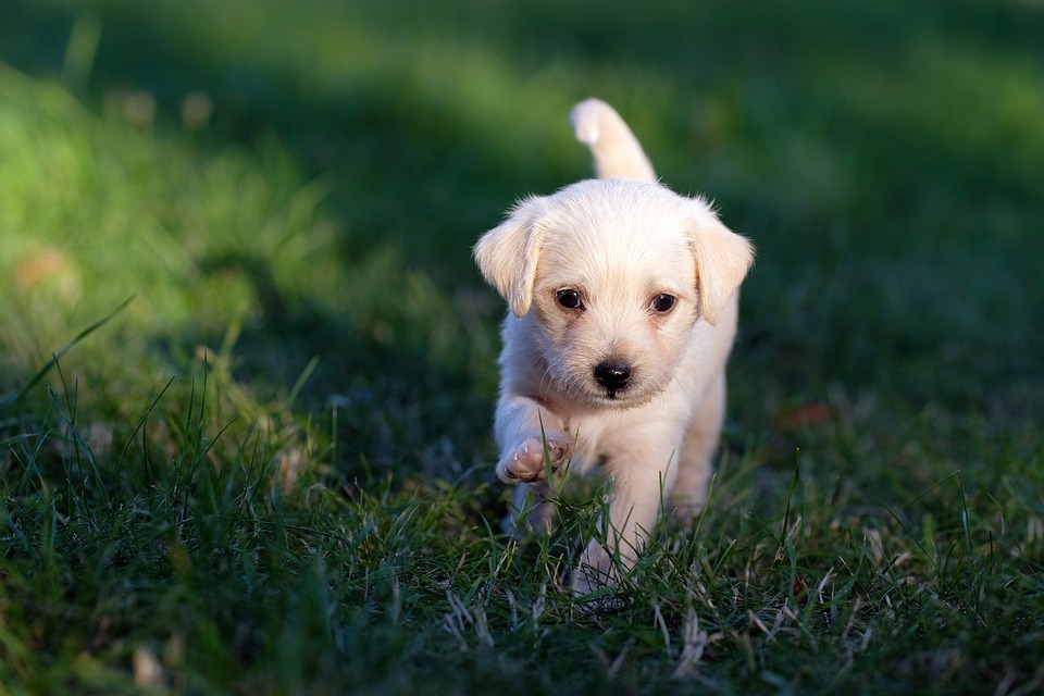 Hunde und das Phänomen des \Hundetanzens\