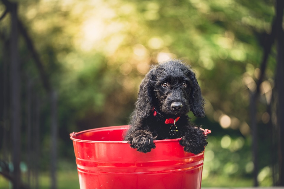 Hunde und das Phänomen des \Hundewühlens\