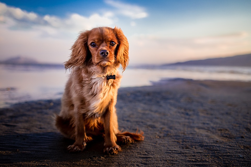 Hunde und das Verhalten des Frisbee-Fangens