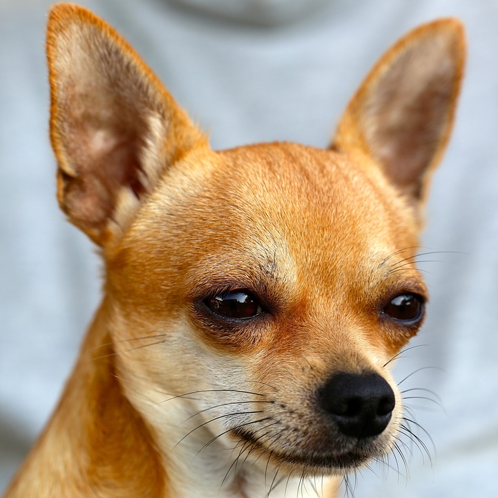 Hunde und das Verhalten des \Hundebaggerns\