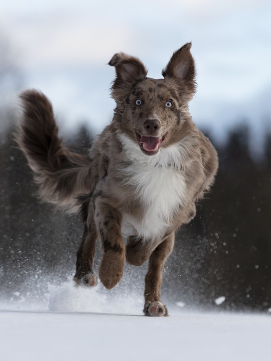 Hunde und das Verhalten des \Hundekratzens\