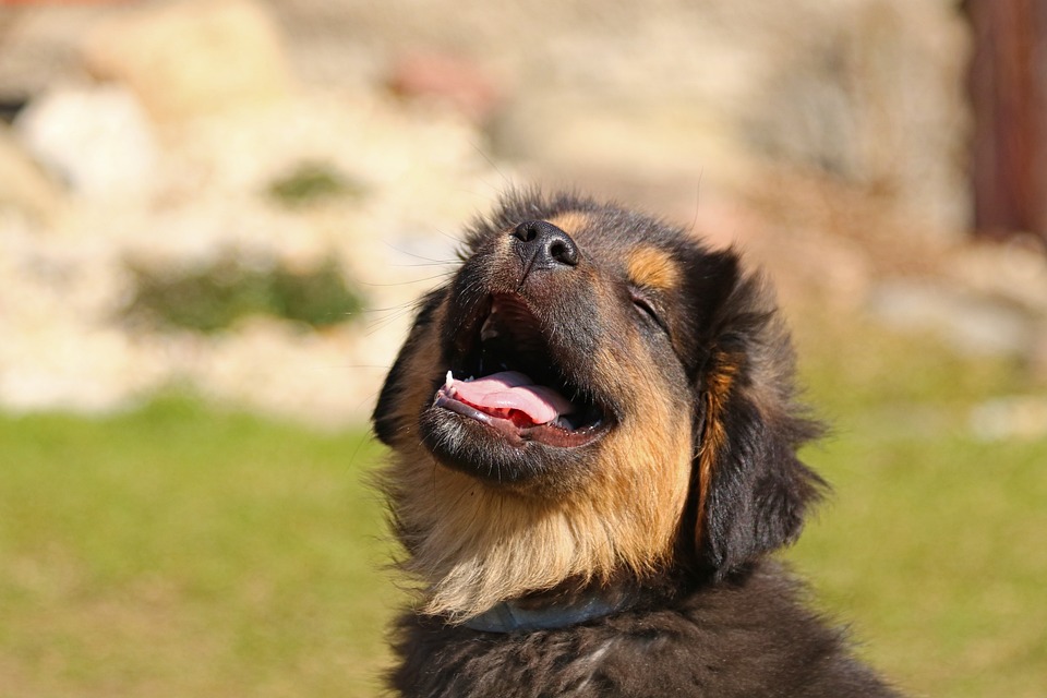 Hunde und das Verhalten des \Hundewettlaufens\