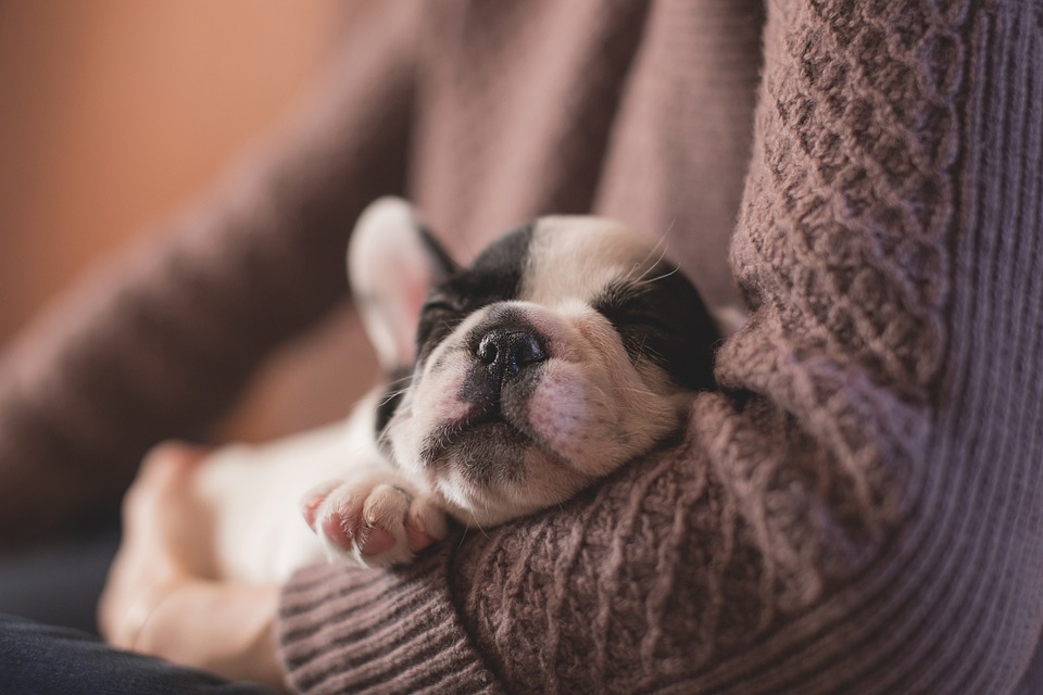 Hunde und das Verhalten des Markierens: Wie man damit umgeht
