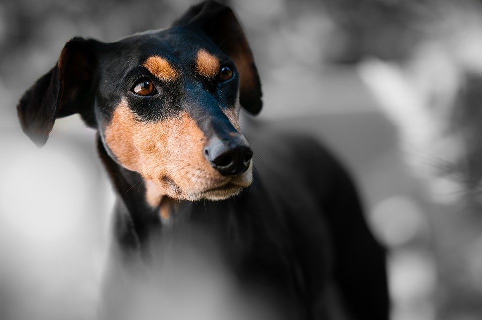 Hunde und ihre Vorlieben für verschiedene Futterarten