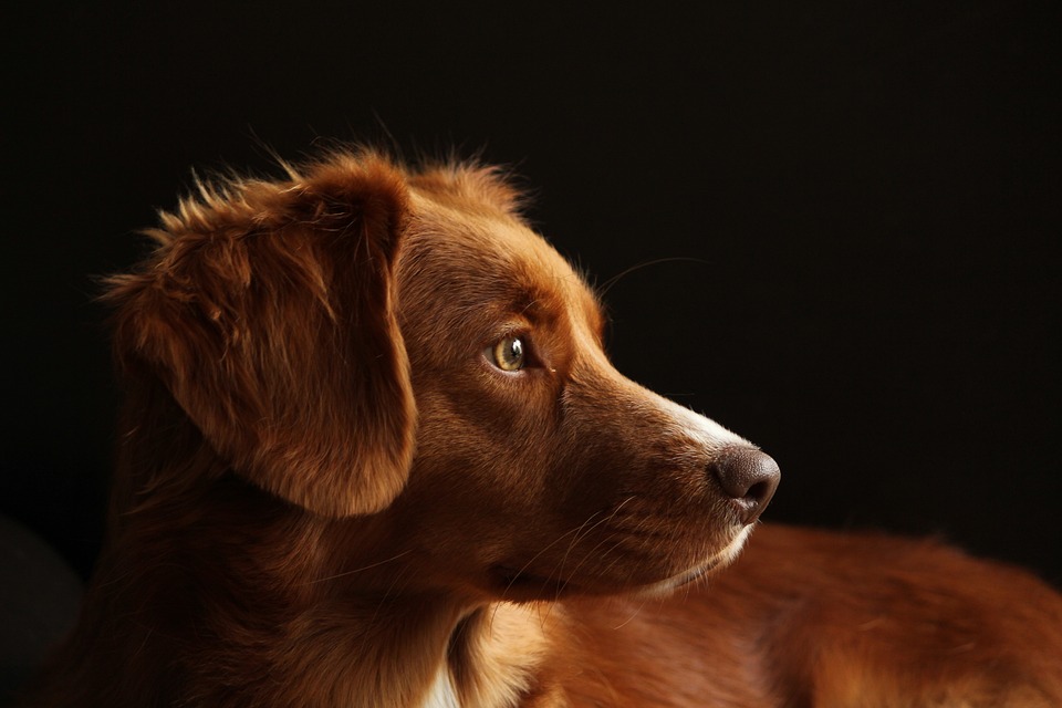 Hunde und ihre Vorlieben für verschiedene Futternäpfe