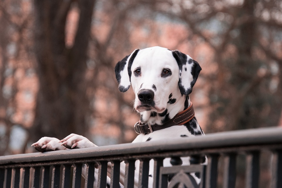 Hunde und ihre Vorlieben für verschiedene Hundeleinen