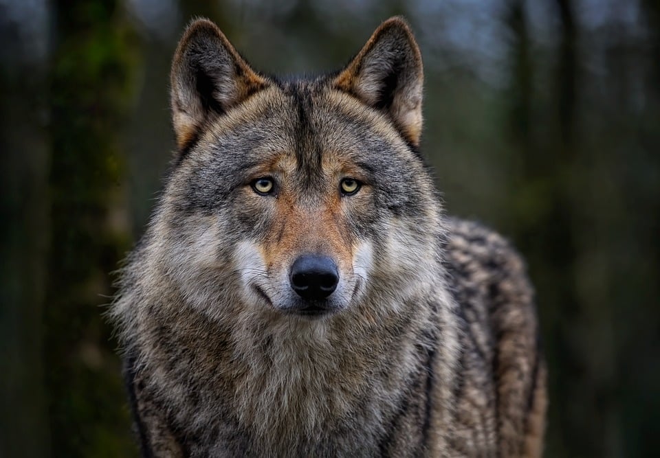 Hunde und ihre Vorlieben für verschiedene Schlafpositionen