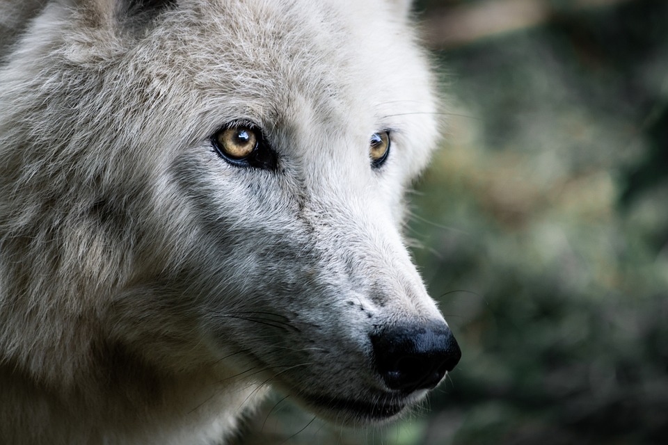 Hunde und ihre erstaunlichen Jagdfähigkeiten