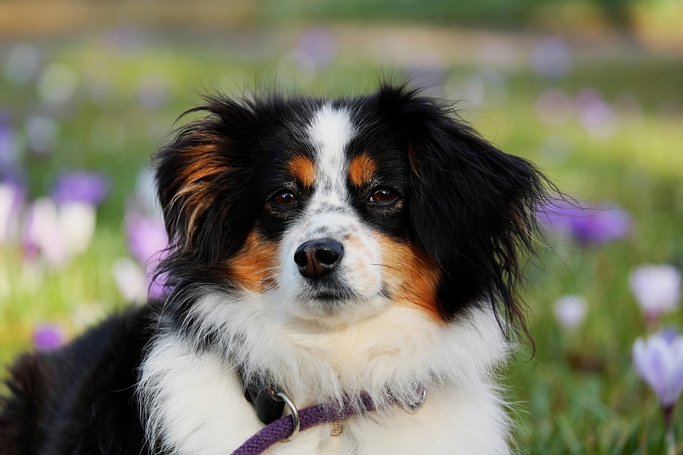 Hunde und ihre erstaunlichen Springfähigkeiten