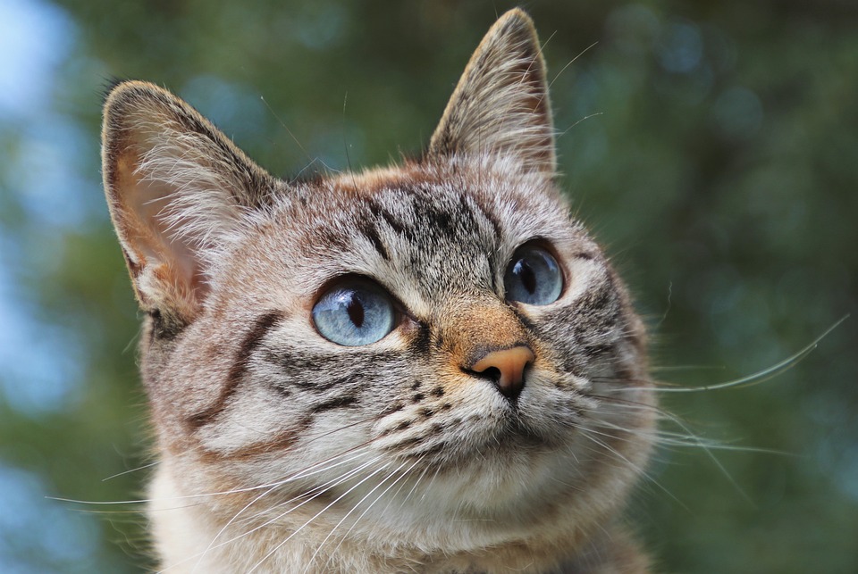 Katzen und das Band zwischen Mensch und Tier