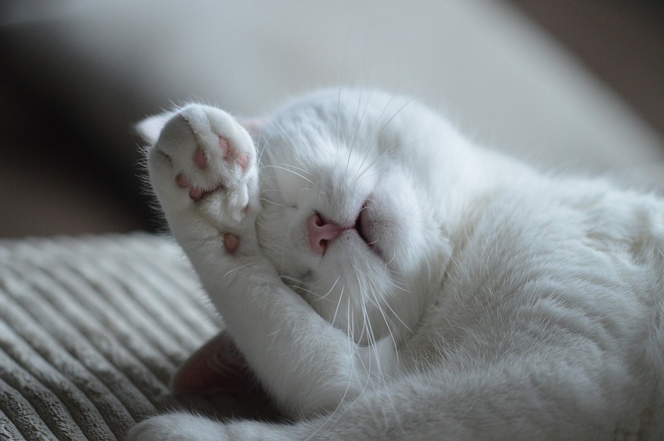 Katzen und das Geheimnis der Samtpfoten