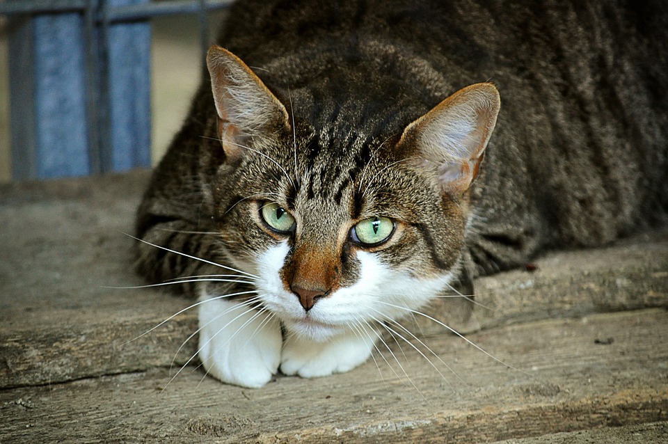 Katzen und das Geheimnis der Schnurrhaare