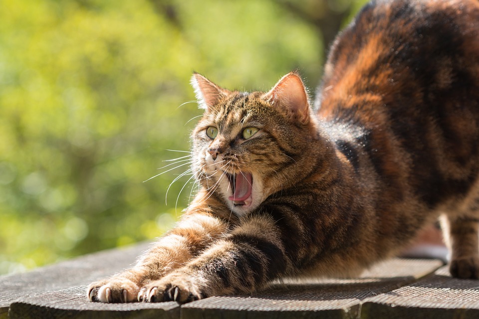 Katzen und das Geheimnis des schnellen Putzens