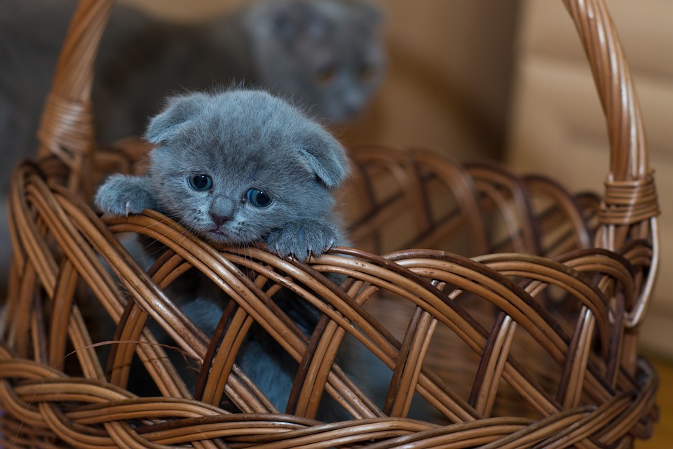 Katzen und das Phänomen des \Cat Yoga\