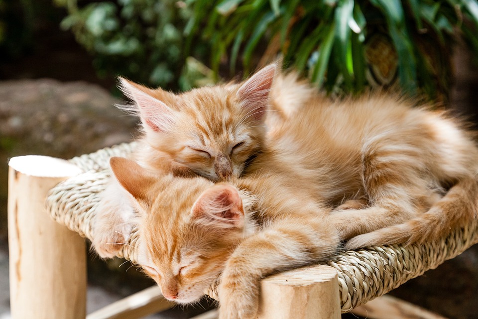 Katzen und das Phänomen des \Cat-grinning\