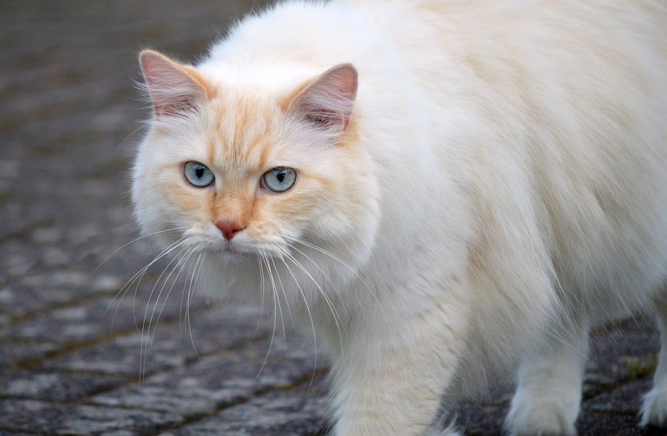 Katzen und das Phänomen des \Cat-purring\