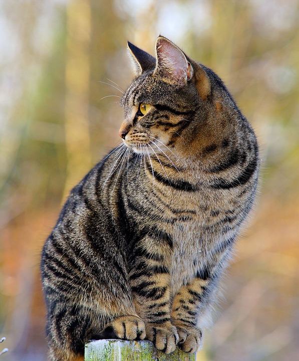 Katzen und das Phänomen des \Catloafing\