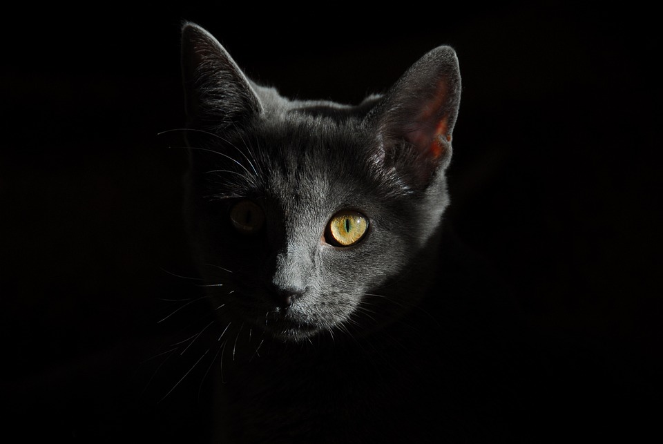Katzen und das Phänomen des \Catnip\
