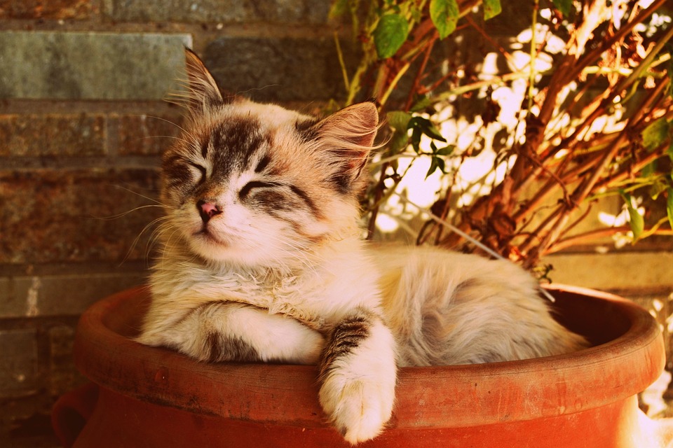 Katzen und das Phänomen des \Kneadings\