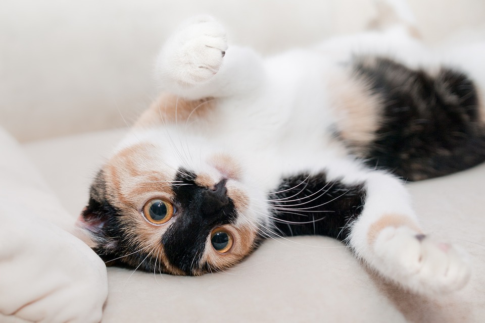 Katzen und das Spielverhalten: Warum ist es wichtig?