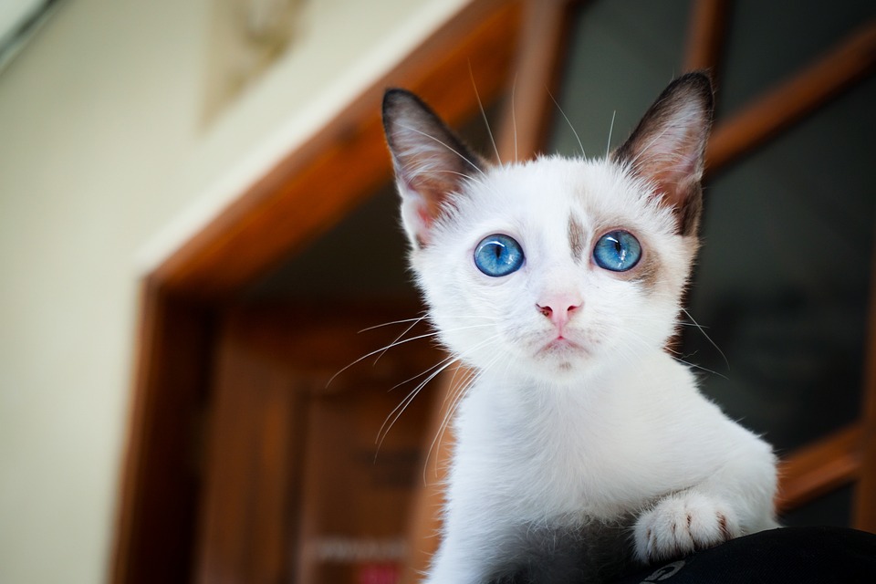 Katzen und das Spielverhalten mit Beuteattrappen