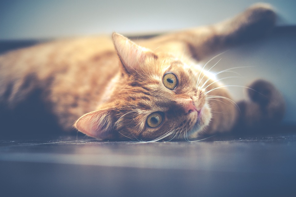 Katzen und das Verhalten des \Cat-chattering\