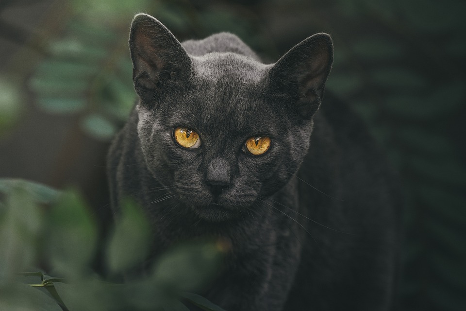 Katzen und das Verhalten des \Cat-rolling\