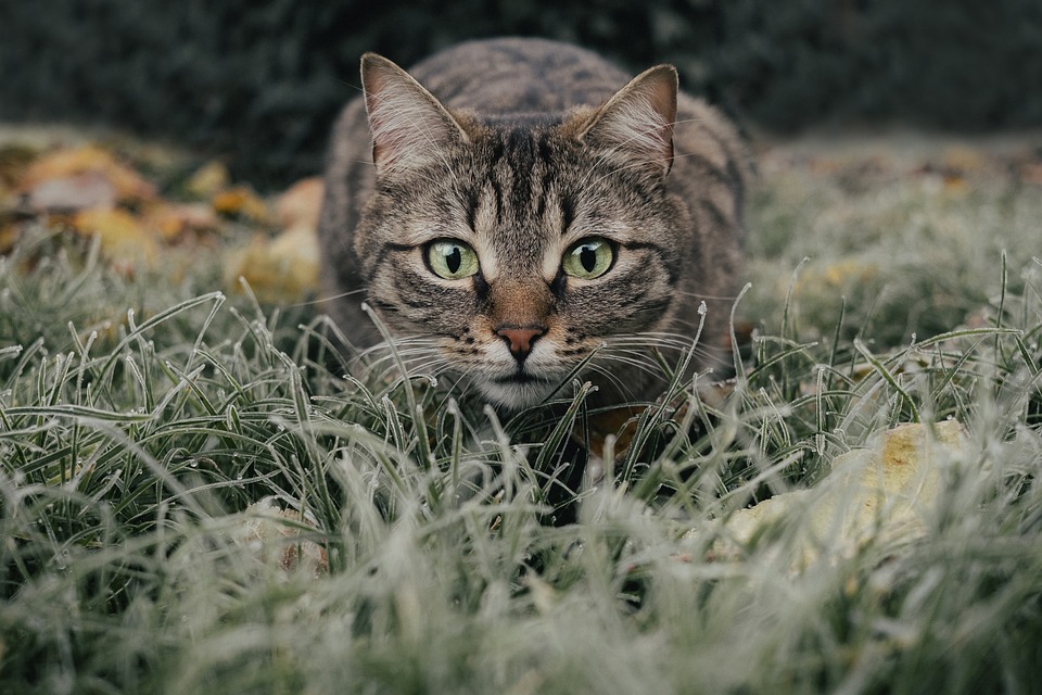 Katzen und die Bindung zu ihren Geschwistern