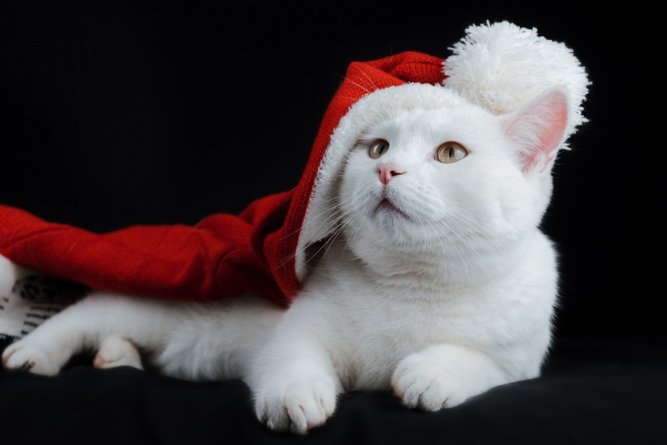 Katzen und die Bindung zu ihren Menschen