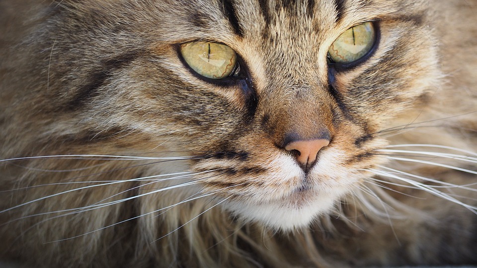 Katzen und die Bindung zu ihren Revieren