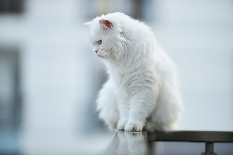 Katzen und die Vorlieben für verschiedene Futternäpfe