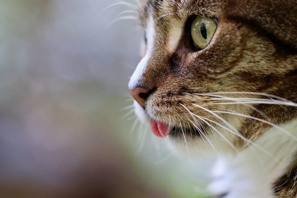 Katzen und die Vorlieben für verschiedene Futtersorten