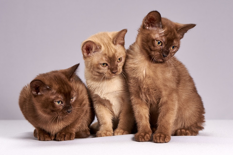 Katzen und die Vorlieben für verschiedene Schlafplätze