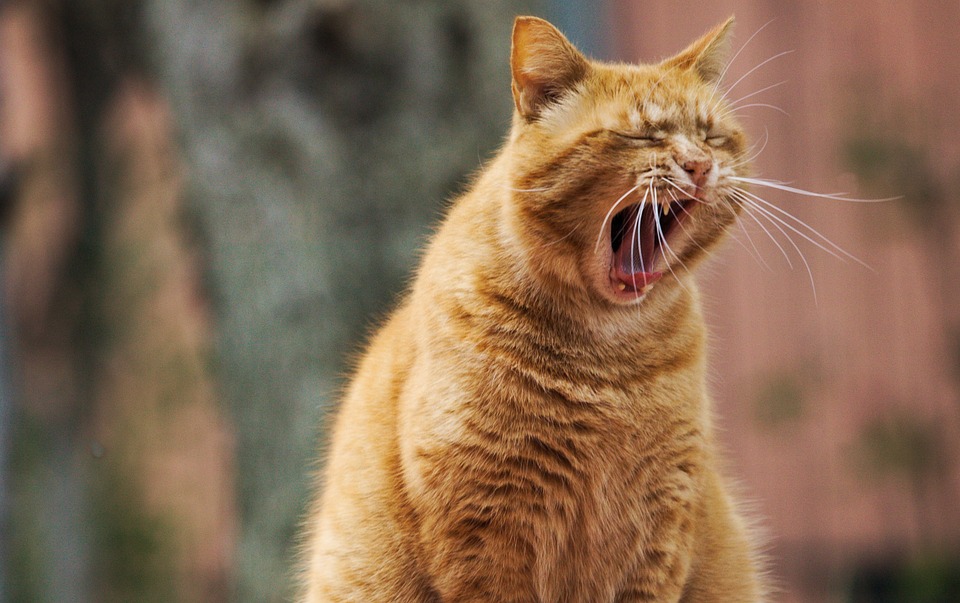 Katzen und die Vorlieben für verschiedene Schlafpositionen