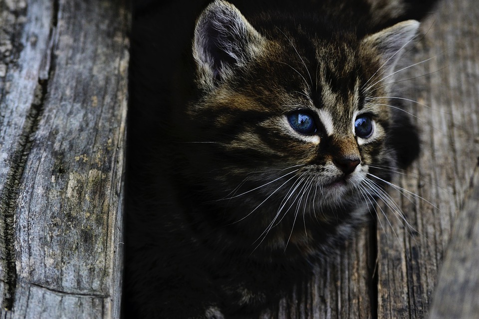 Katzen und die Vorlieben für verschiedene Spielzeuge